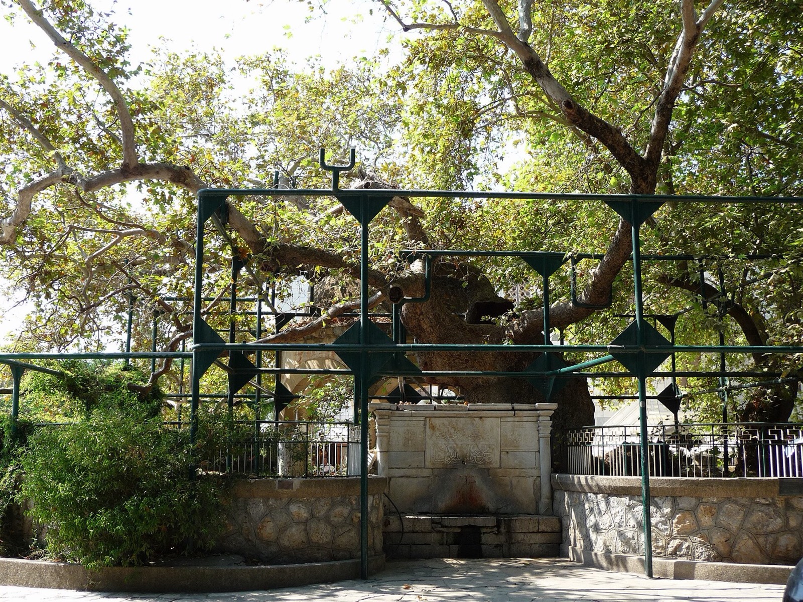 עץ הדולב העתיק של היפוקרטס במרכז קוס טאון
