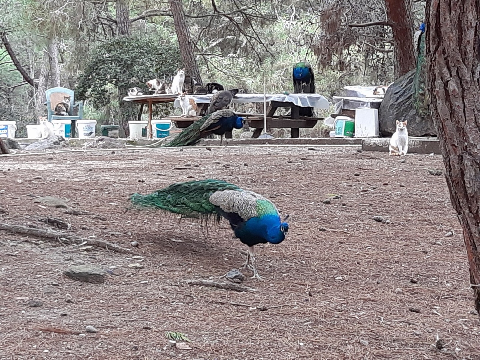טווס כחול מהלך חופשי בין עצי יער פלאקה